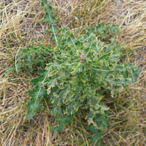 Lawn Weed Canada Thistle