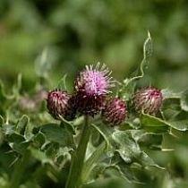 Canada Thistle flower buds