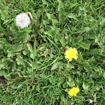 Dandelion lawn weed