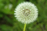 Killing dandelions before they seed is ideal.