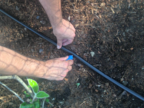 How to install drip irrigation