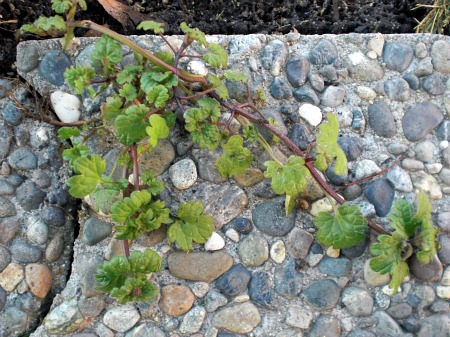 Picture of Henbit a common lawn weed