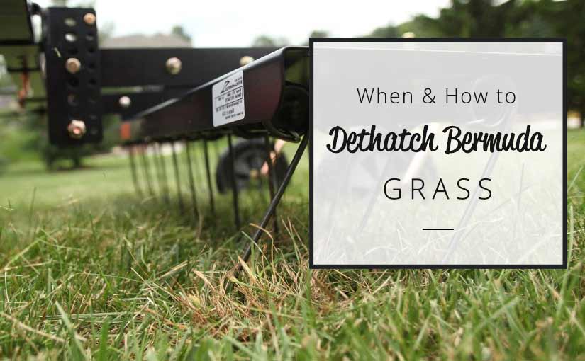 Dethatching bermuda grass with machine perspective shot
