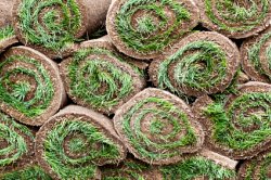 Sod Prices - small rolls