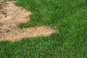Lawn disease - abiotic cause of damage