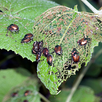 Japanese beetle adults feeding and mating