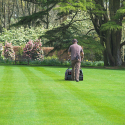 Lawn Striping with a reel mower