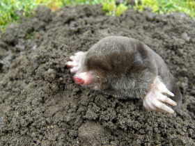 Mole Control: A picture of a mole emerging from the ground.