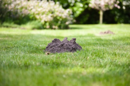 Mounds of dirt, a telltale sign of the presence of moles in the lawn