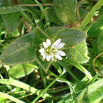 Common Chickweed Flower