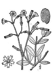 Mouse-ear chickweed illustration