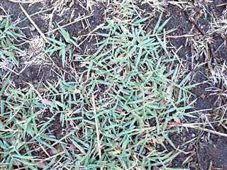 Pictures of Lawn weeds - Bermudagrass