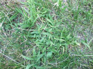 Crabgrass Digitaria spp.