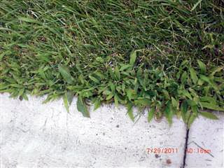 Crabgrass Digitaria spp.