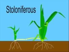 Grass Identification, Stoloniferous