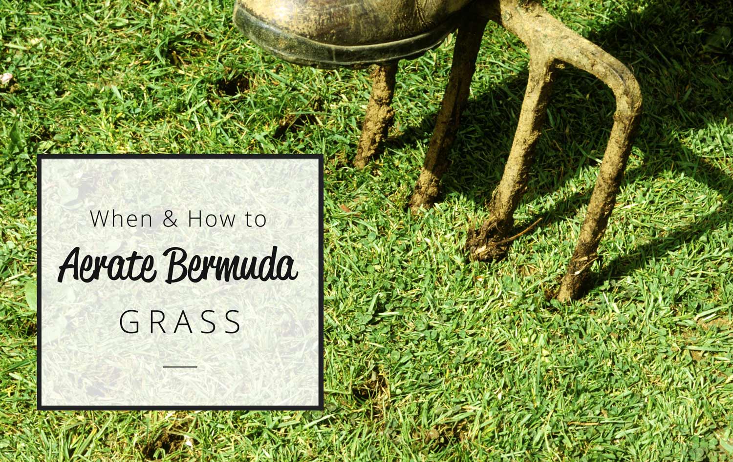 Aerating bermuda grass with a folk close up