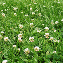 Lawn overtaken by white clover in large patch