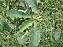 Lawn weed identification of broadleaf plantain