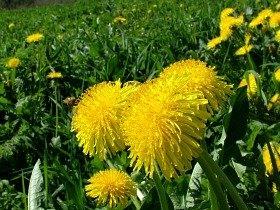 Lawn Weeds in lawn yellow flowers