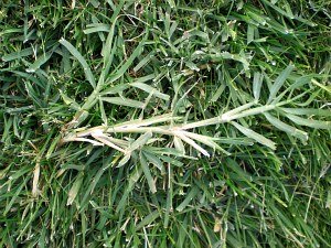 Bermudagrass or Wire Grass Weed Identification
