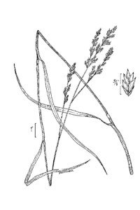 tall fescue illustration black and white