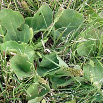 broadleaf plantain weed picture
