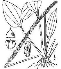 broadleaf plantain illustration