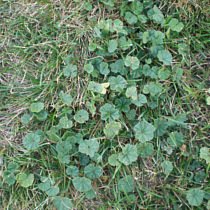 Common mallow patch on lawn