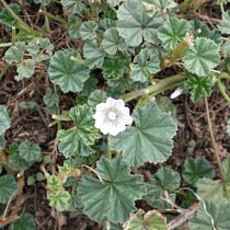 common-mallow with white flower