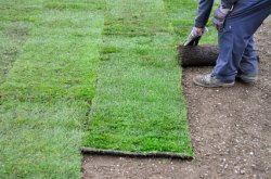 Xzoysia grass sod being laid
