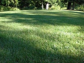 Healthy green lawns fend of pests and problems