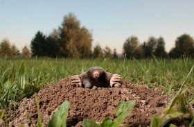 Lawn Problems: moles and other animal
