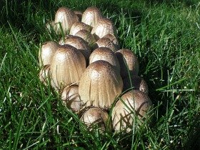 Lawn Problems: mushrooms