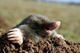 Mole Control: picture of a ground mole