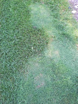 Patch of bentgrass in a Kentucky Bluegrass lawn