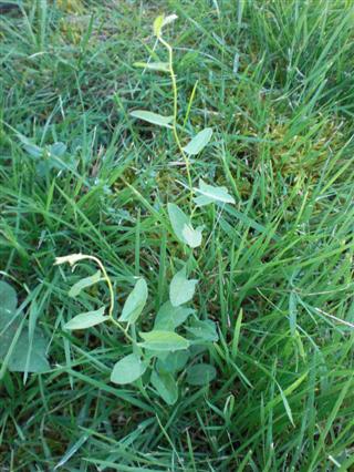 Field Bindweed growing in lawn