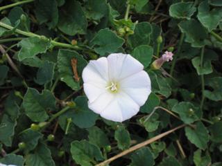 Field Bindweed white flower closeup