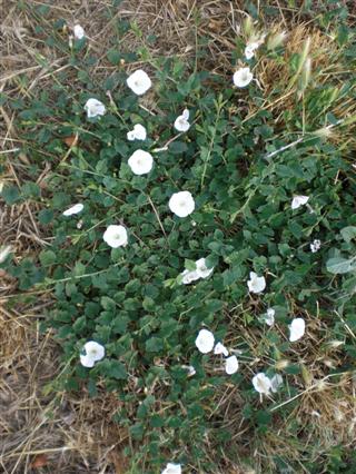 Field Bindweed growing in a patch