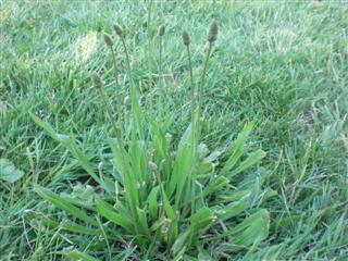Buckhorn Plantain growing in lawn