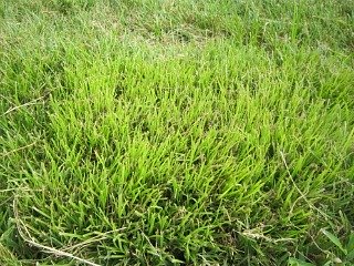 Yellow Nutsedge in a tall fescue lawn