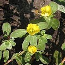 Lawn weed identification purslane yellow flowers