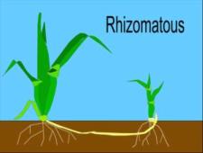 Rhizomes infographic growth pattern