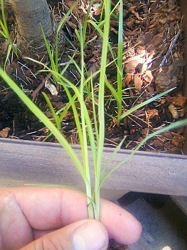 Yellow Nutsedge found in a nursery container