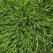 zoysia grass lawn