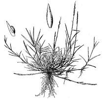 zoysia grass illutration public domain