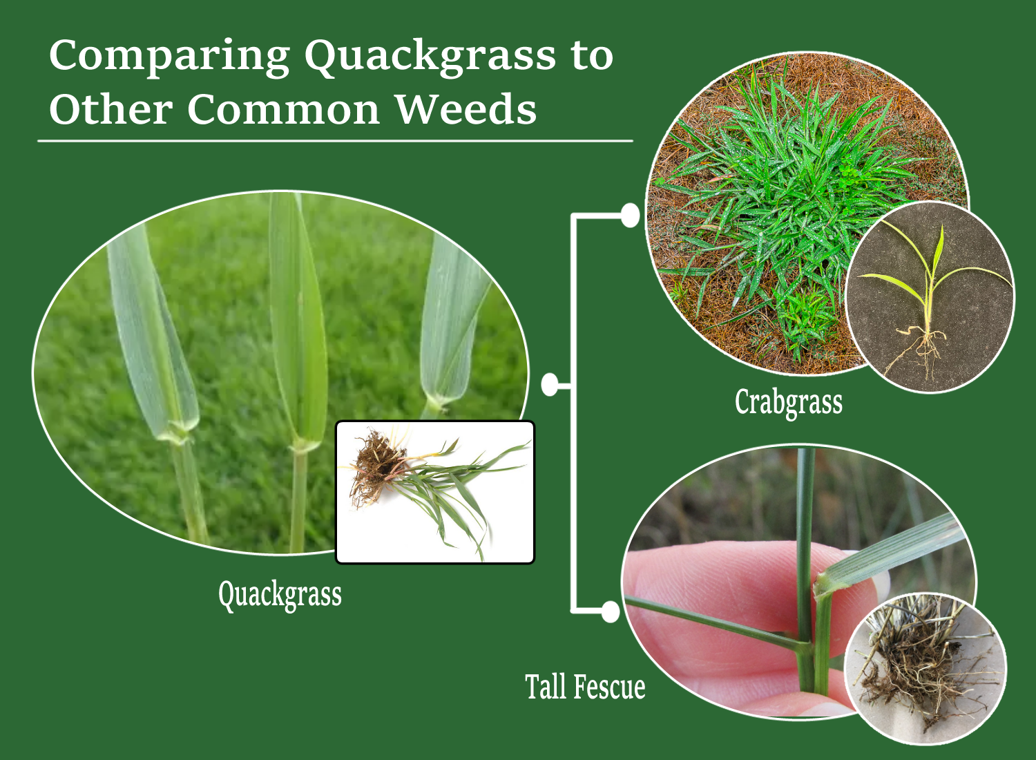 Comparing Quackgrass to Other Common Weeds