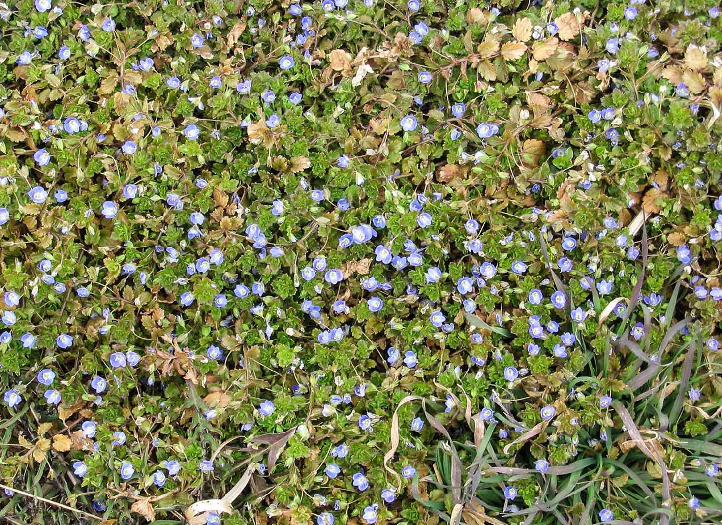 Corn Speedwell Weed Identification and Control Methods