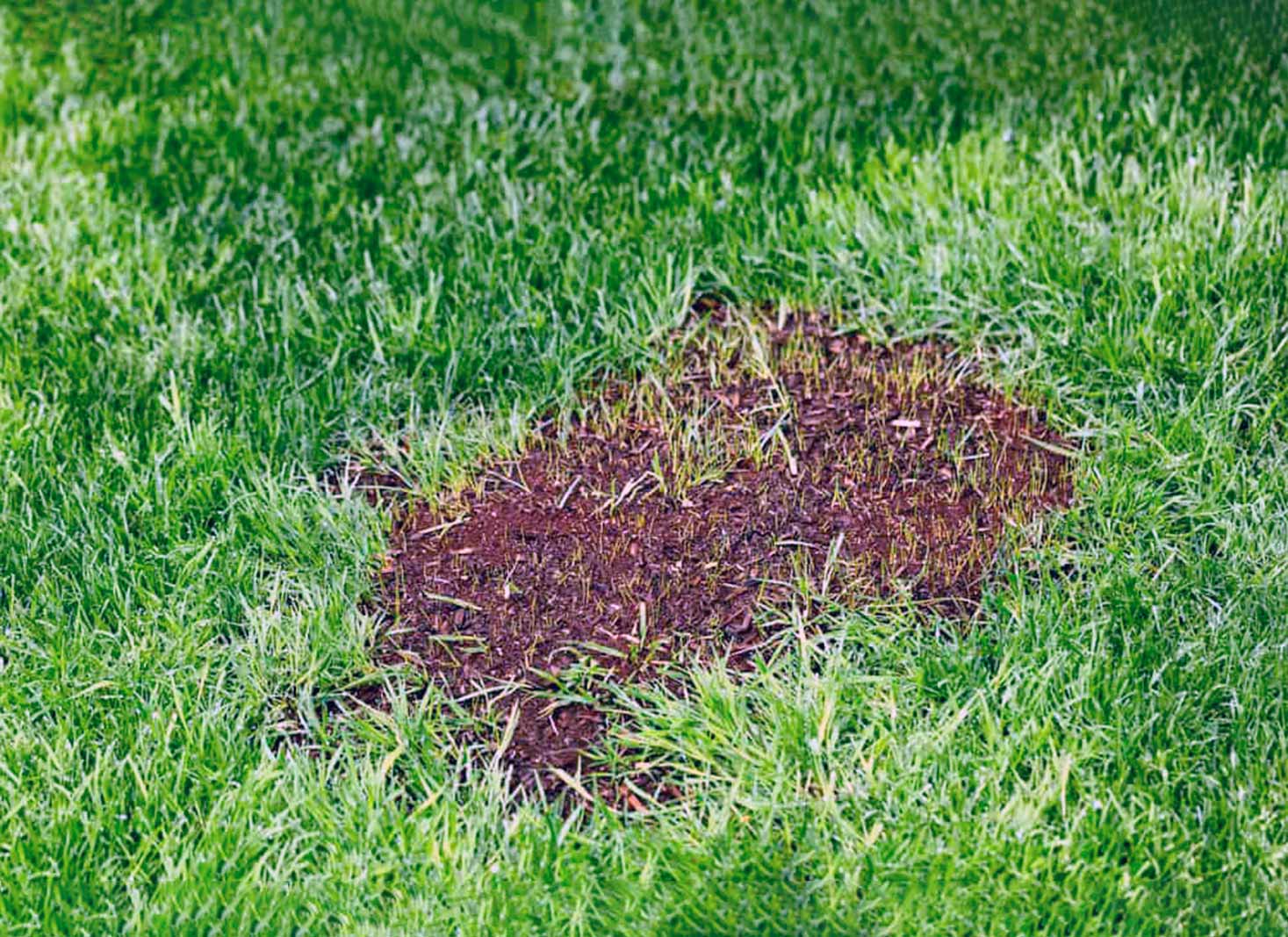 Covering new grass seed with grass clippings