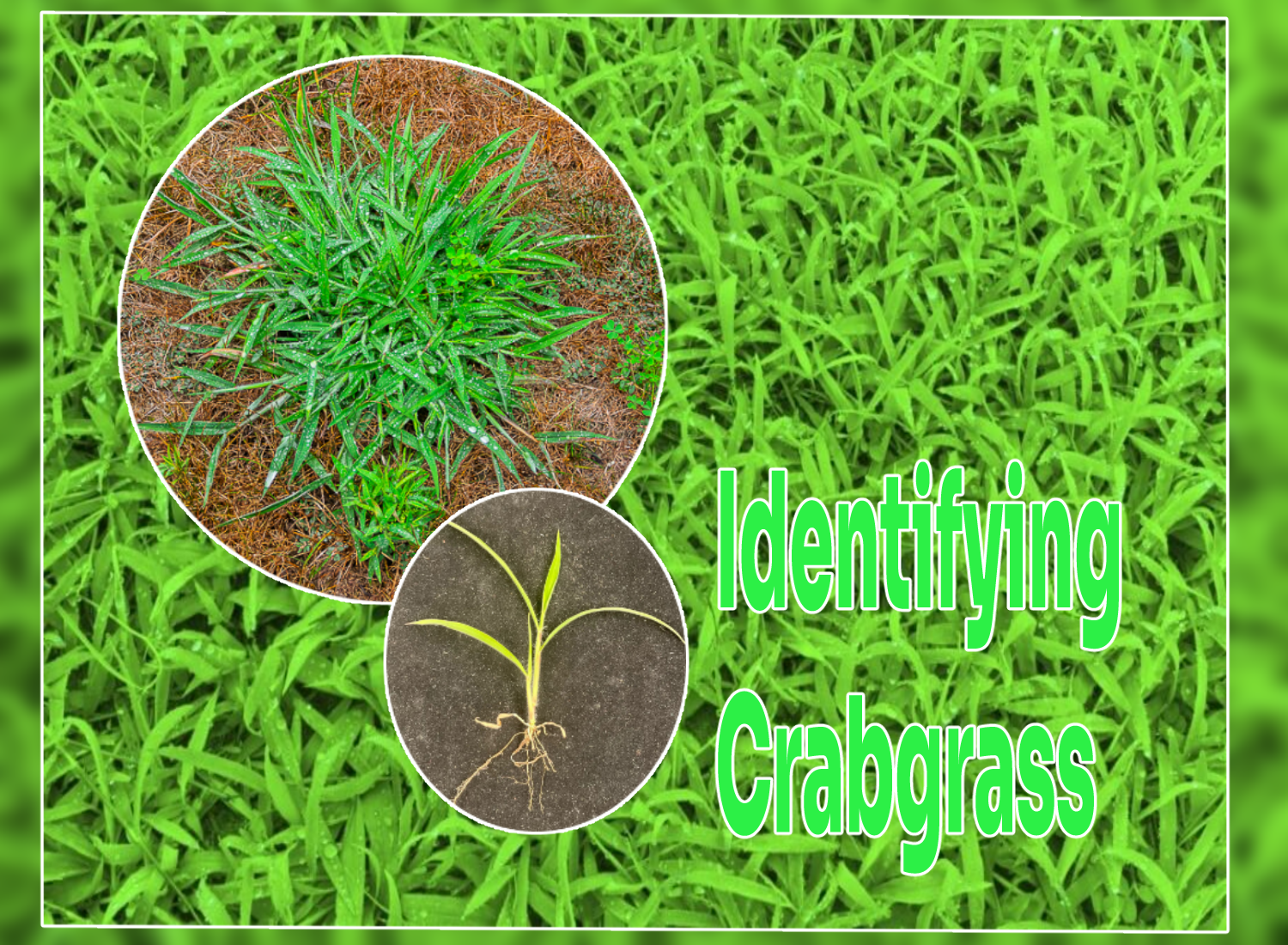 Crabgrass Characteristics
