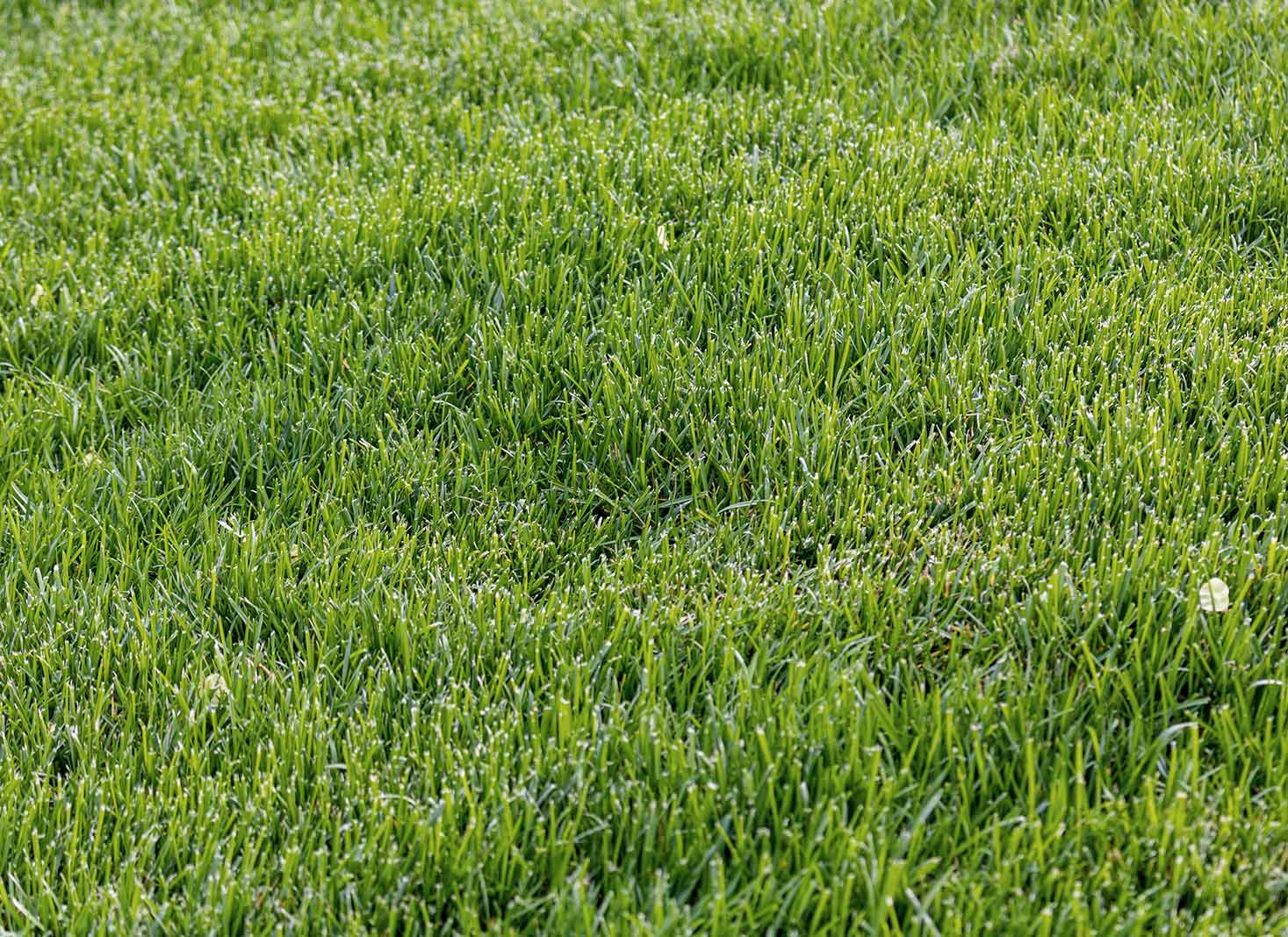 How Does Grass Reproduce